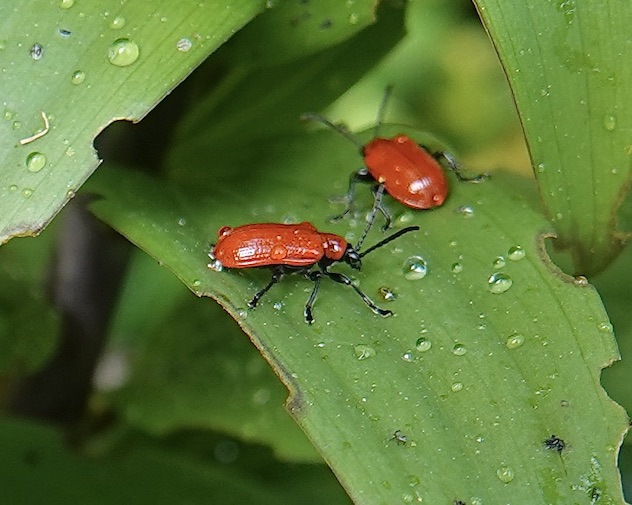 lily beetle